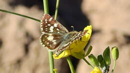 Image of <i>Burnsius orcynoides</i>