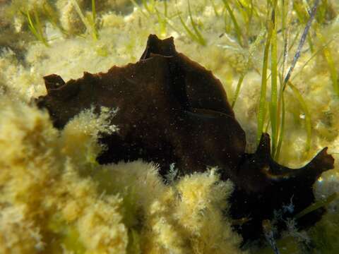 Image of banded sea hare