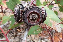 Image of Eucalyptus youngiana F. Müll.