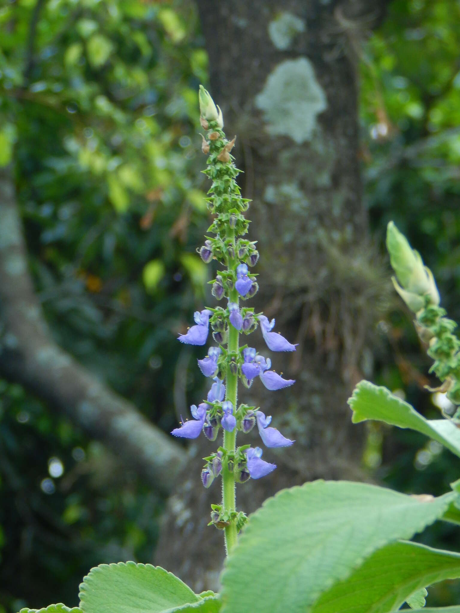 Imagem de Plectranthus barbatus Andrews