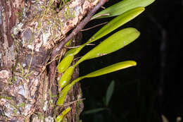 Bulbophyllum baladeanum J. J. Sm.的圖片