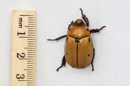 Image of Grapevine Beetle