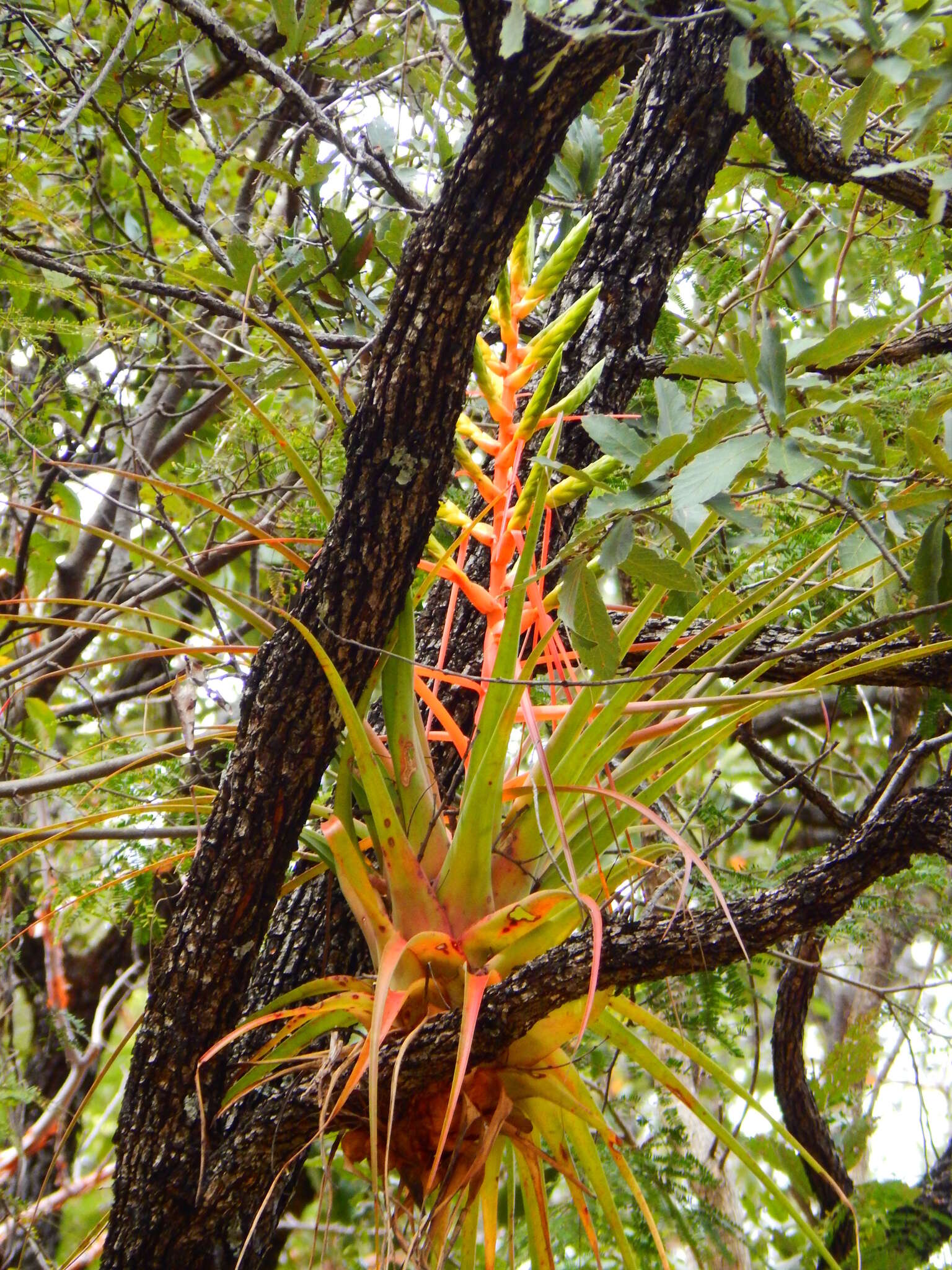 Image of Tillandsia werner-rauhiana Koide & Takiz.