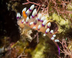 Image of Whitetip purple cerrata pink slug