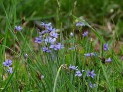 Sisyrinchium bermudiana L.的圖片