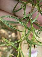 Image of Eremophila clarkei Oldfield & F. Muell.