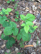 Rubus ursinus subsp. macropetalus (Dougl. ex Hook.) Taylor & Mac Bryde的圖片