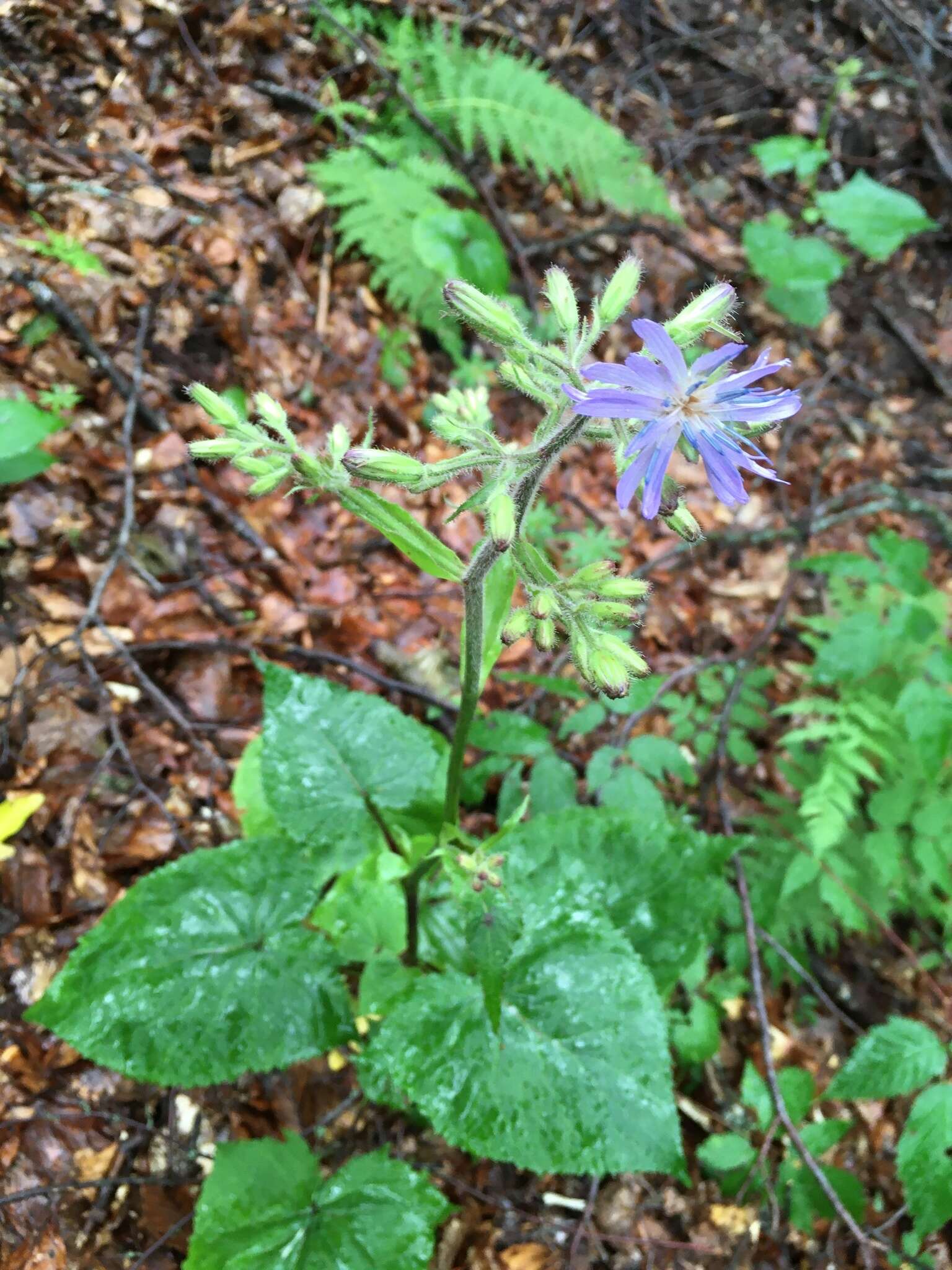 Image de Melanoseris petiolata (K. Koch)