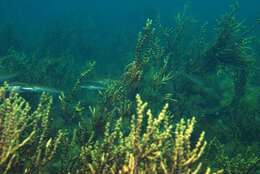 Image of Blue Rock Whiting