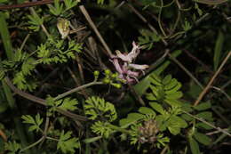 Image of Judean Fumitory