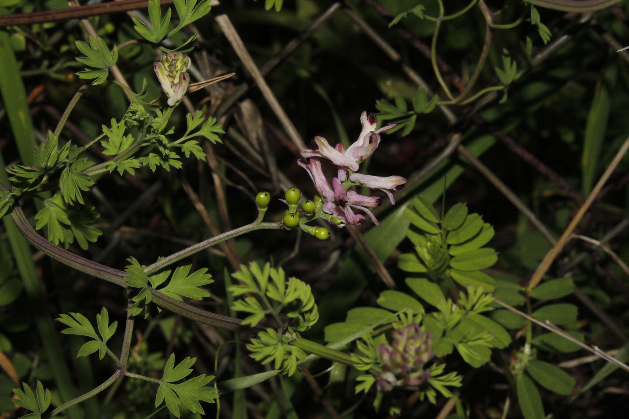 Image of Judean Fumitory