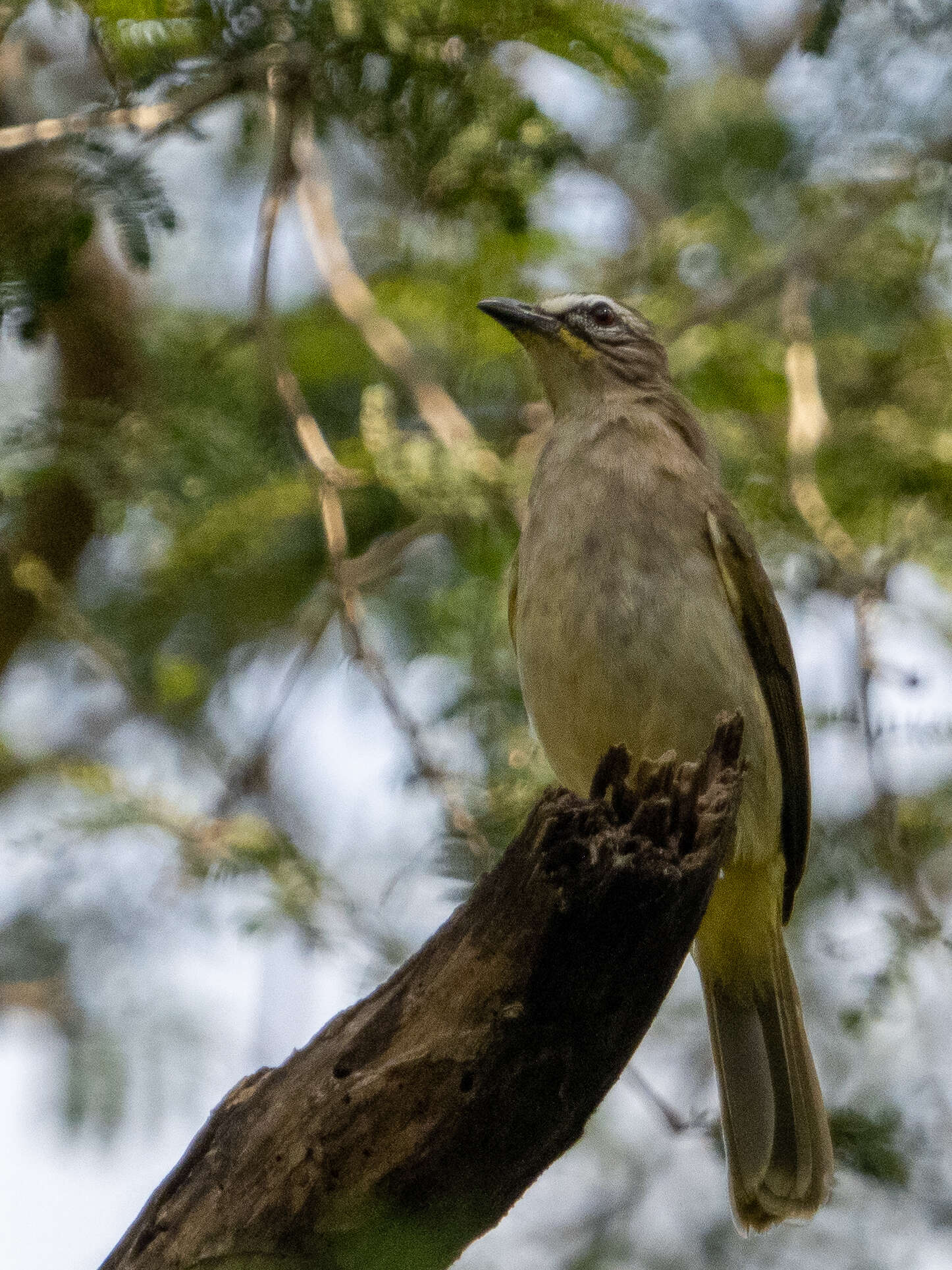 Image of White-browed Bulbul