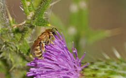 Image of Halictus subauratus (Rossi 1792)