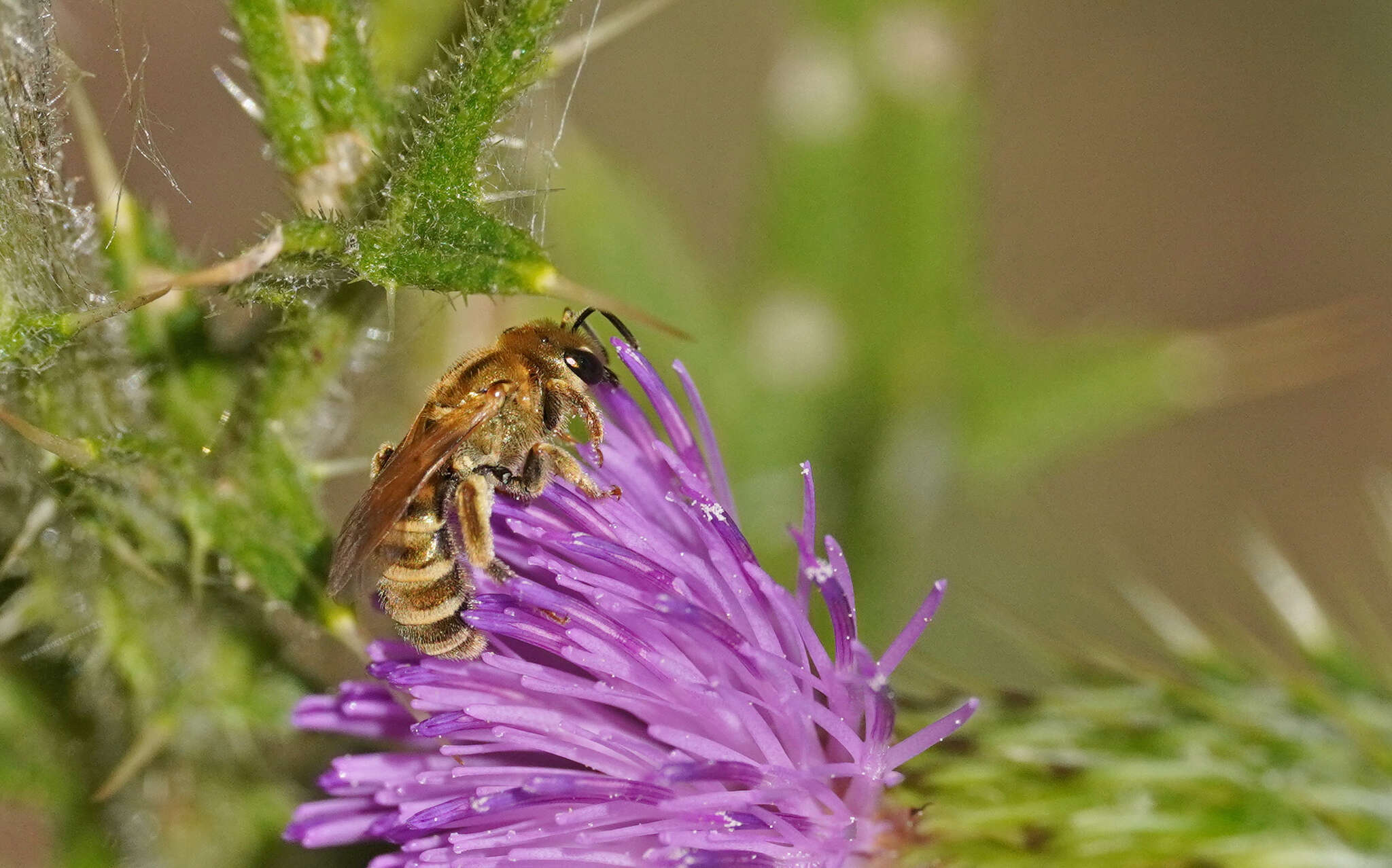 Image of Halictus subauratus (Rossi 1792)