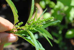 Image of tidalmarsh amaranth