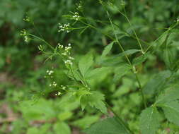 Image of honewort