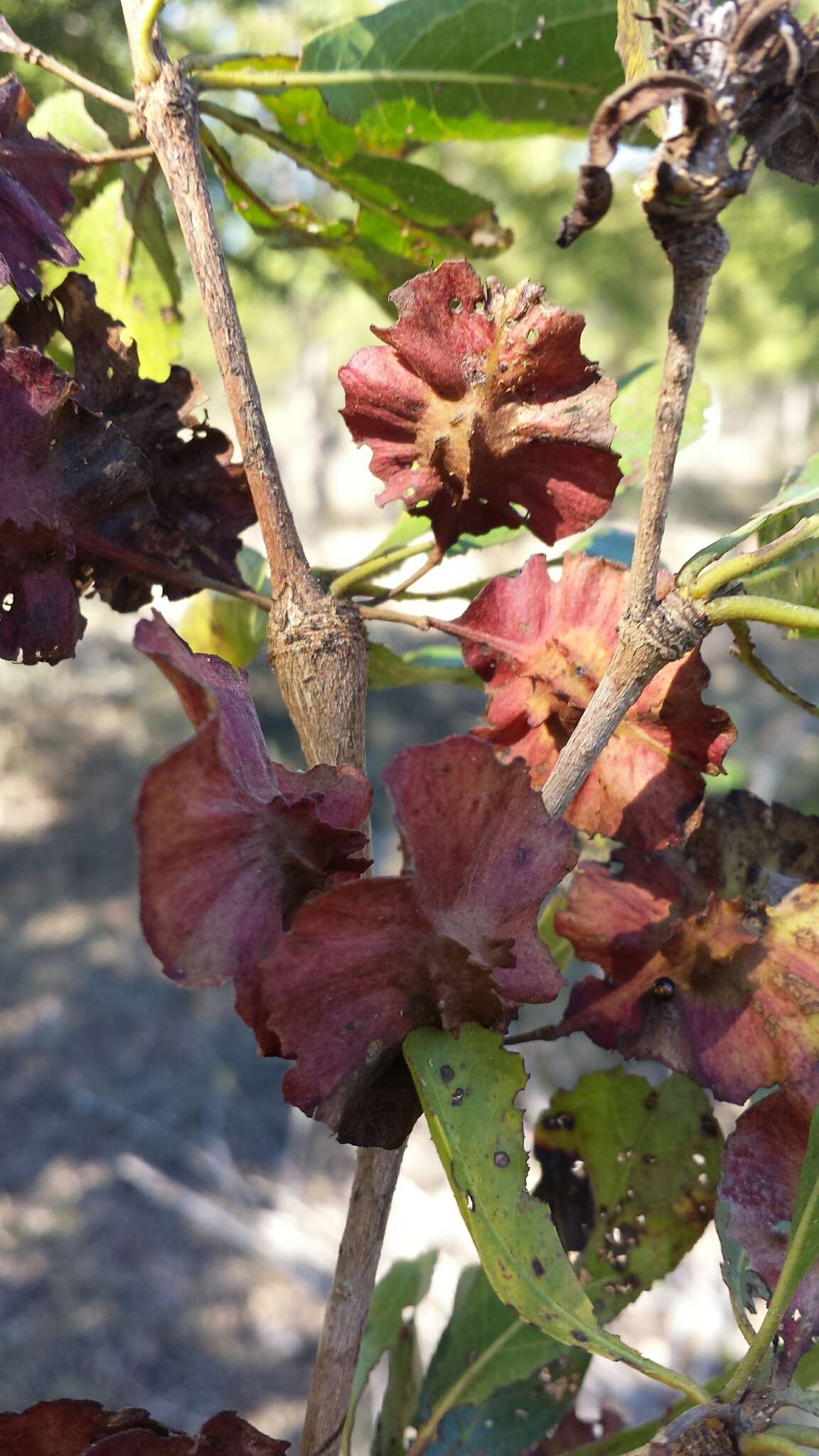 Image de Terminalia tricristata (H. Perr.) Capuron