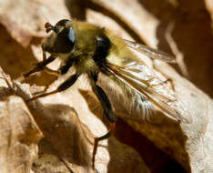 Image de Criorhina verbosa (Walker 1849)