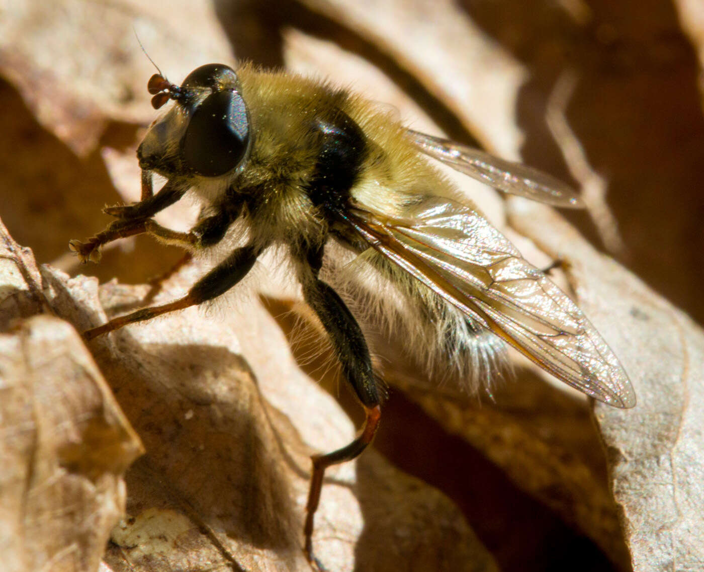 Image of Criorhina verbosa (Walker 1849)