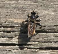 Image of Laphria flava (Linnaeus 1761)