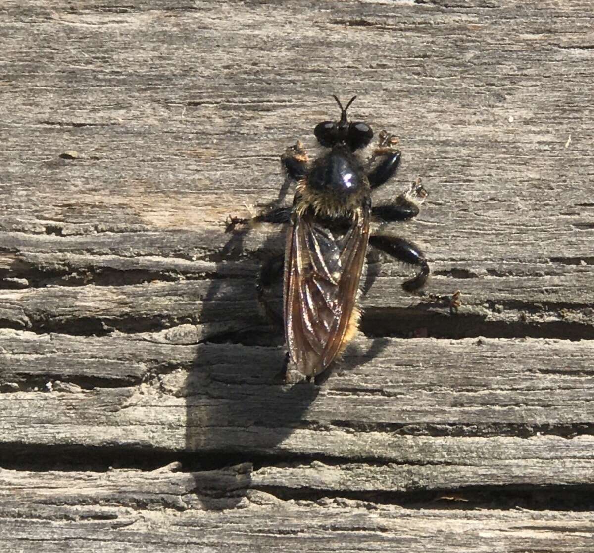 Imagem de Laphria flava (Linnaeus 1761)