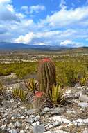 Ferocactus pilosus (Galeotti) Werderm. resmi