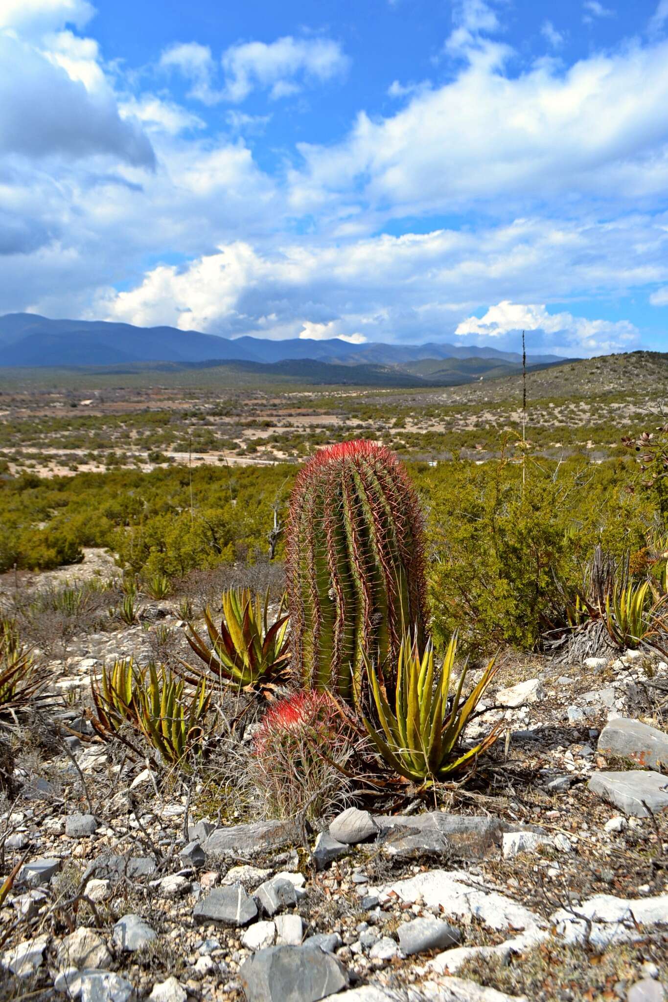 Ferocactus pilosus (Galeotti) Werderm. resmi