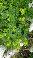 صورة Alchemilla glaucescens Wallr.