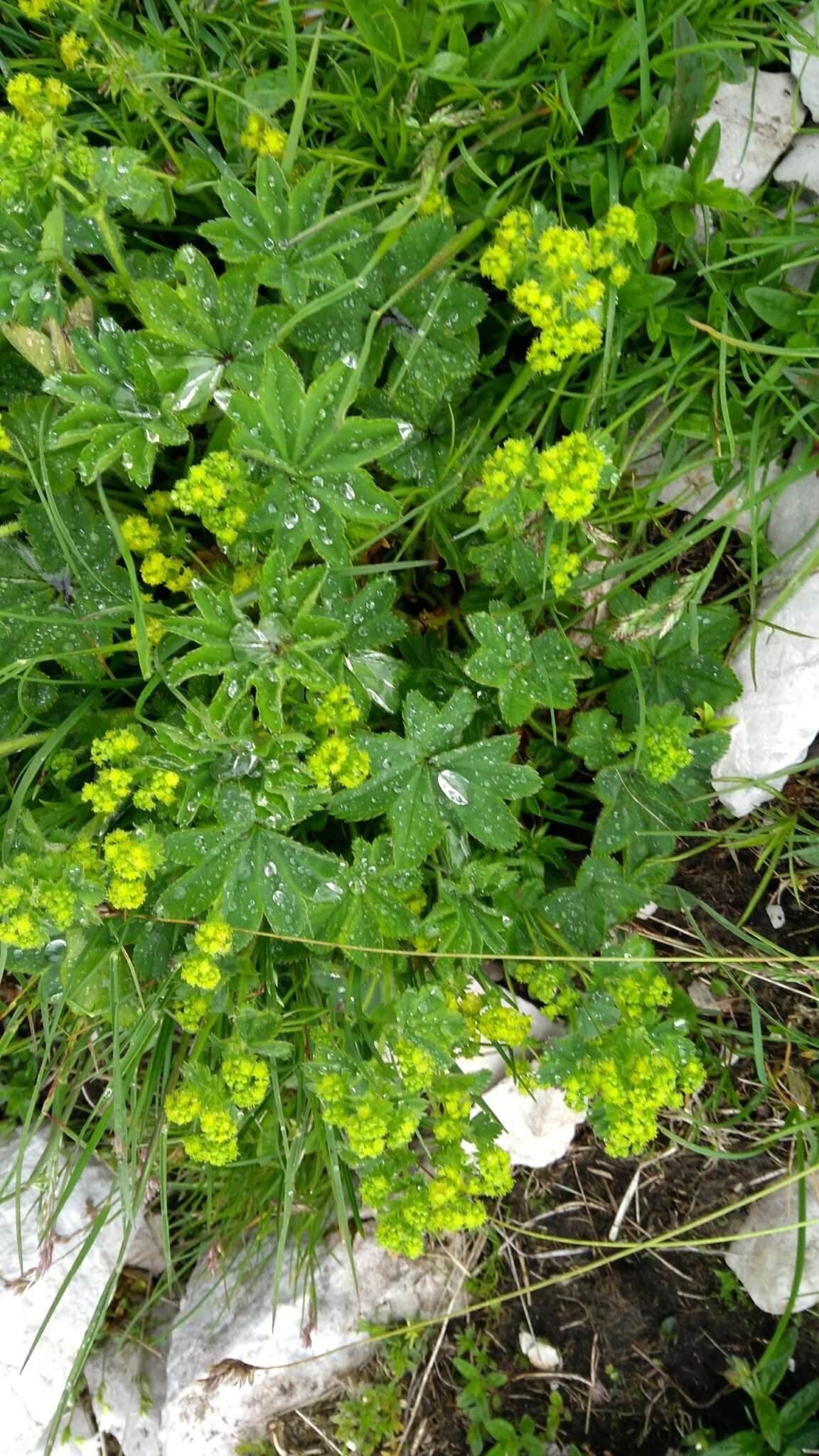 صورة Alchemilla glaucescens Wallr.