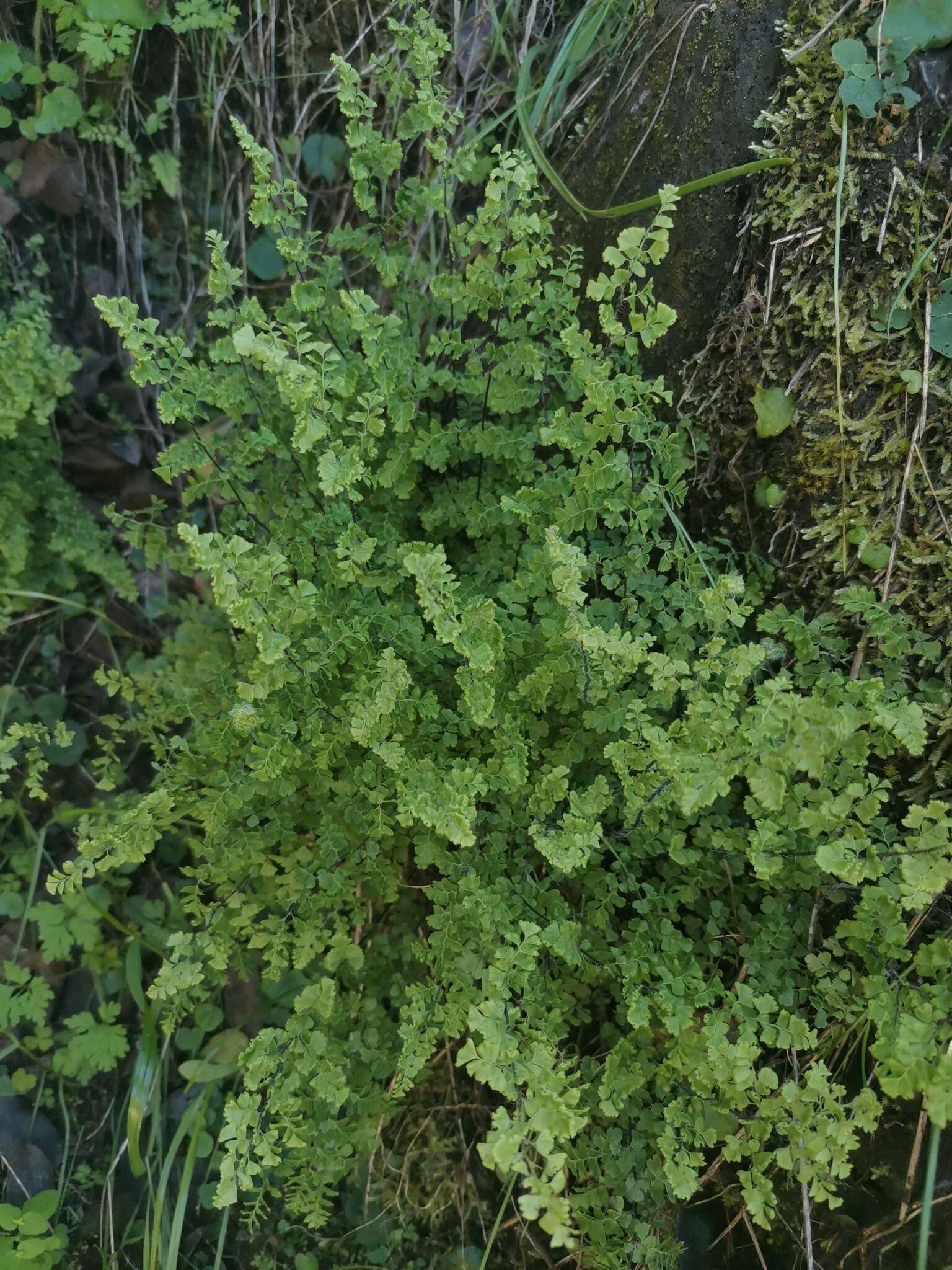 Adiantum excisum Kunze的圖片