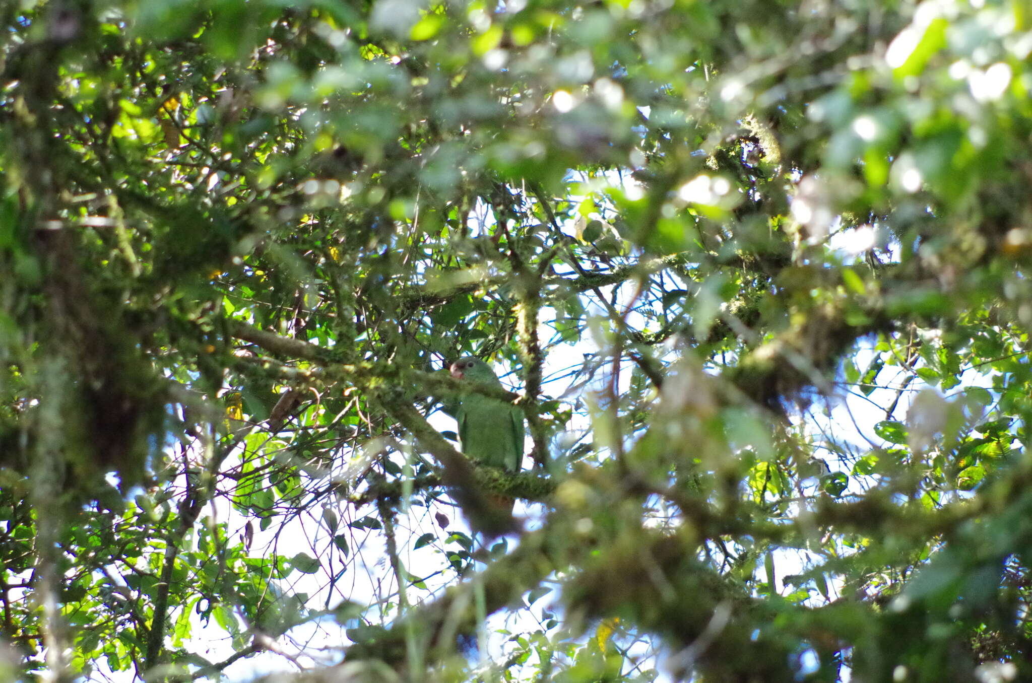 Image of Red-billed Parrot