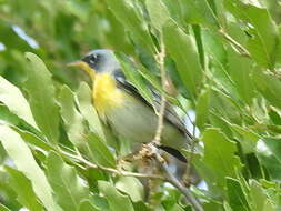 Image of Tropical Parula