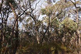 Image of Eucalyptus goniocalyx subsp. goniocalyx