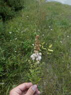 Sivun Spiraea × rosalba kuva