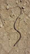 Image of Southwestern Blackhead Snake