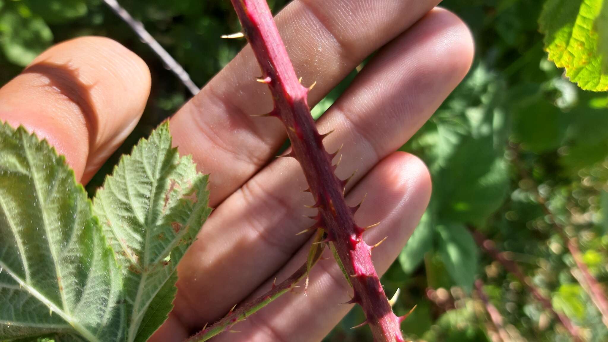 Image de Rubus lainzii H. E. Weber