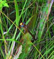 Image of Brown Hawker