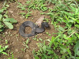 Image of Bothrocophias hyoprora (Amaral 1935)