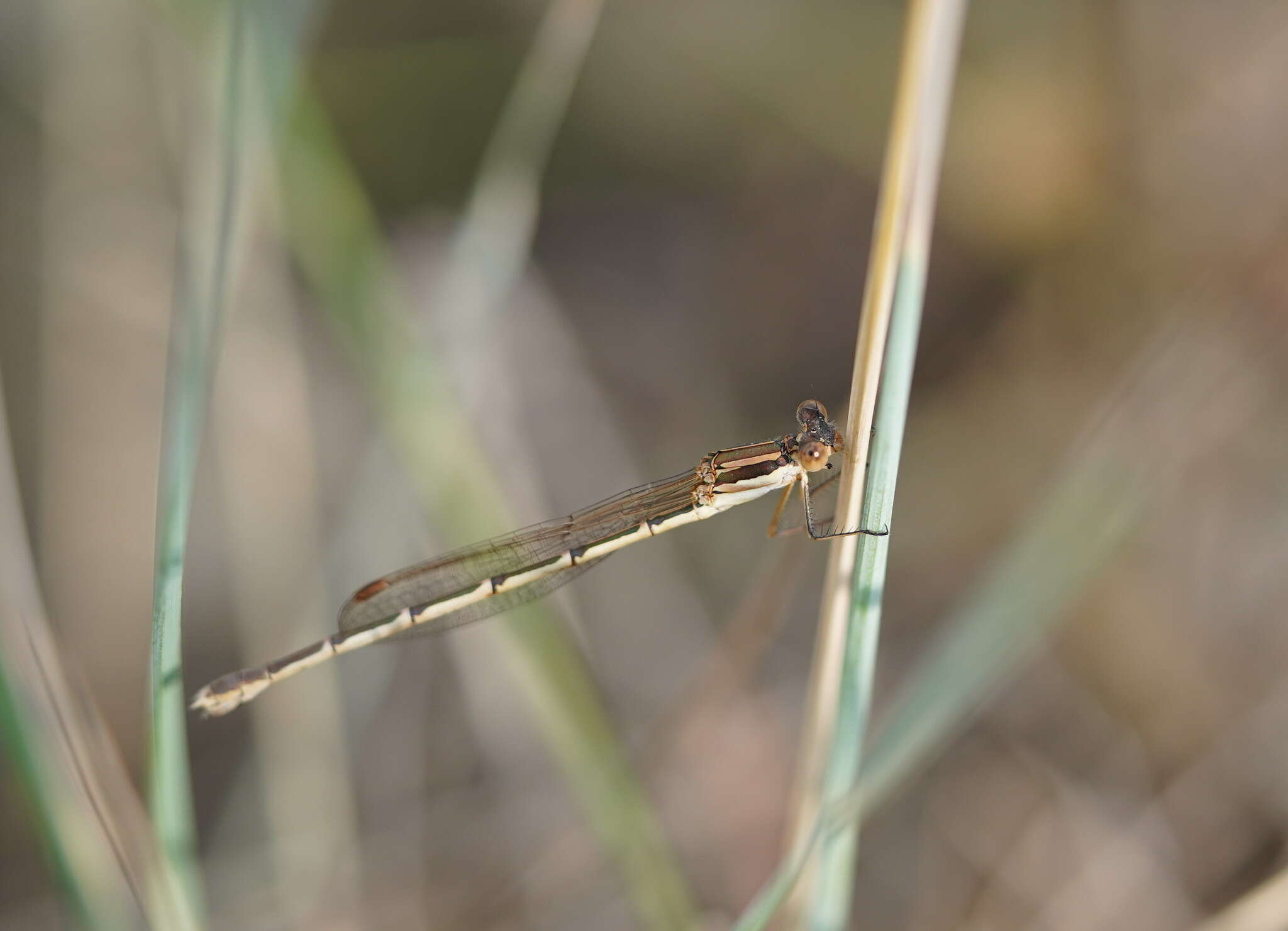 Image of Austrolestes analis (Rambur 1842)