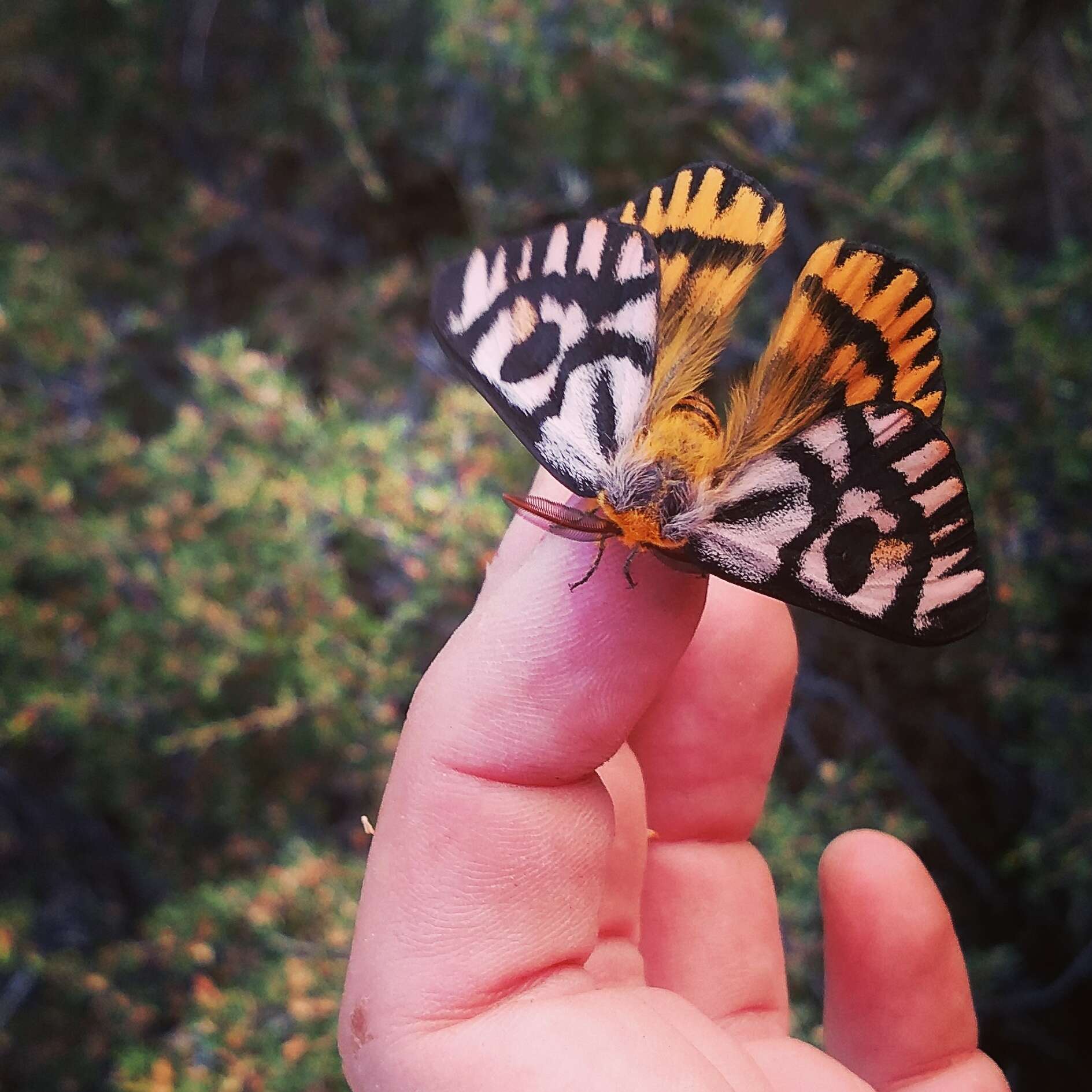 Image of Western Sheepmoth