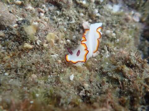 Слика од Goniobranchus sinensis (Rudman 1985)