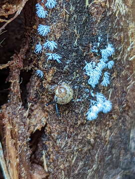 Слика од Boriogenia hedleyi (Fulton 1907)