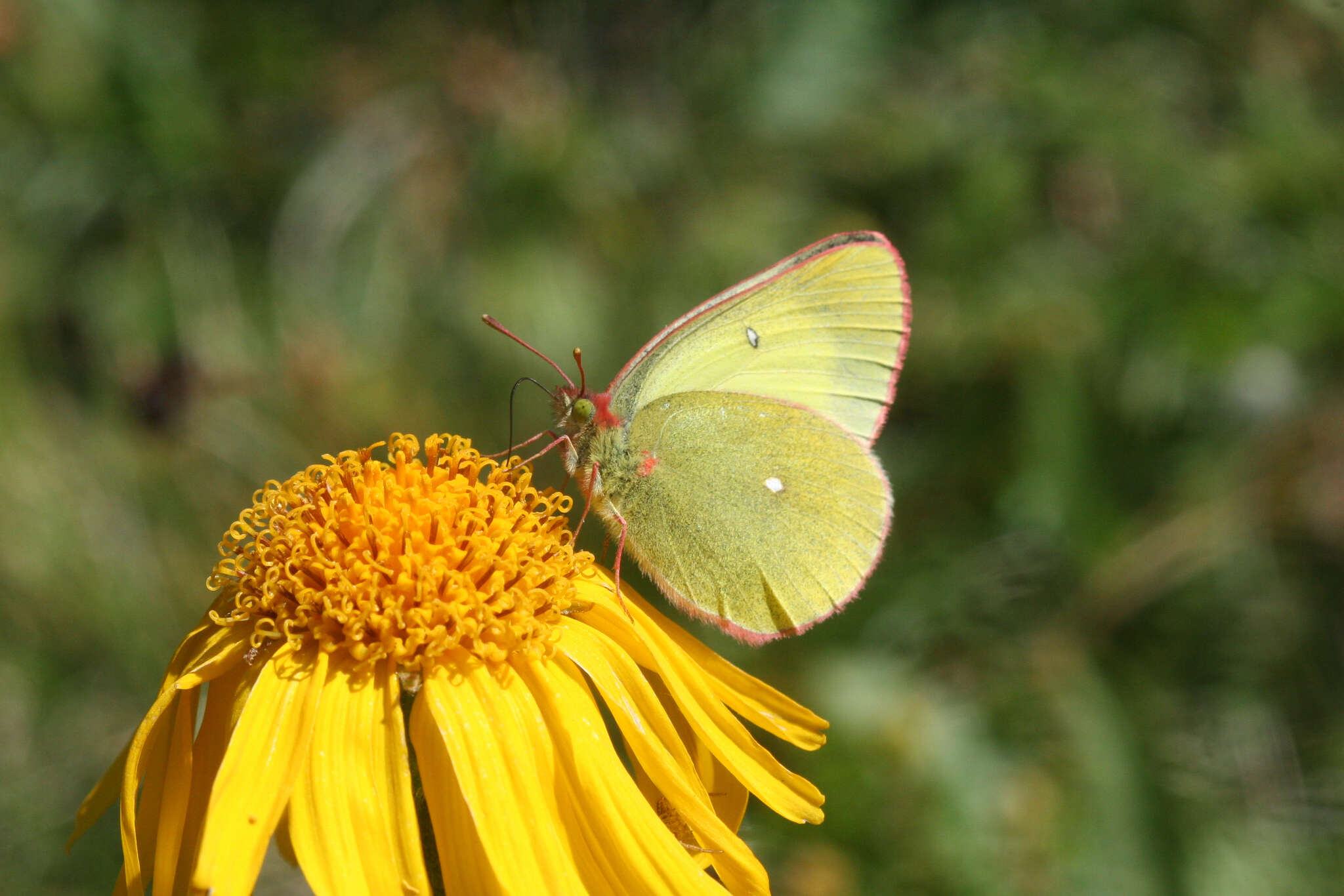 Image de <i>Colias palaeno europomene</i> Ochsenheimer 1816