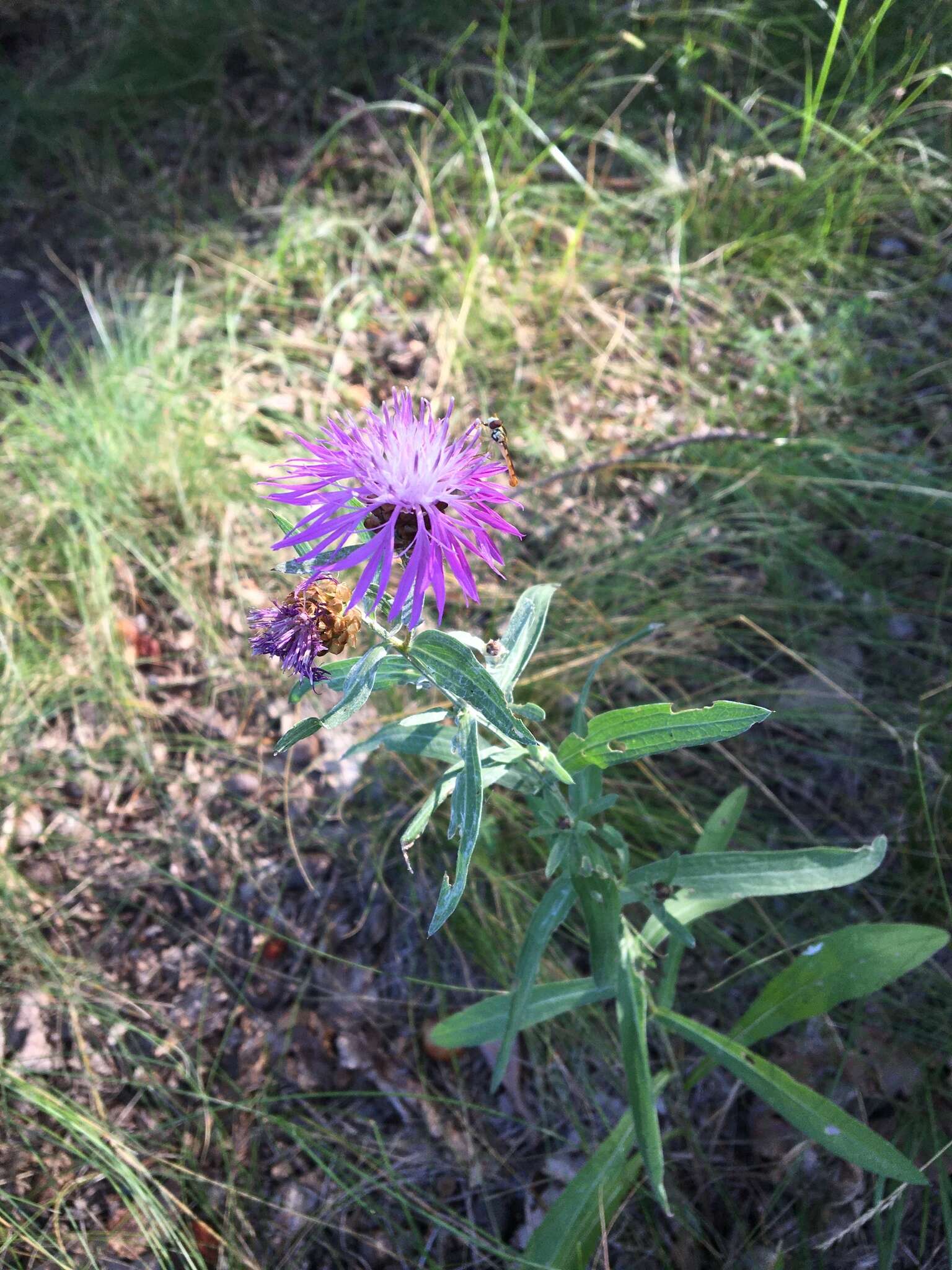 Image of Centaurea jacea subsp. substituta (Czer.) A. D. Mikheev