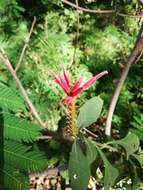 Image de Aphelandra scabra (Vahl) Sm.