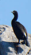 Image of Bank Cormorant