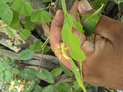 Image of Passiflora pusilla J. M. Mac Dougal