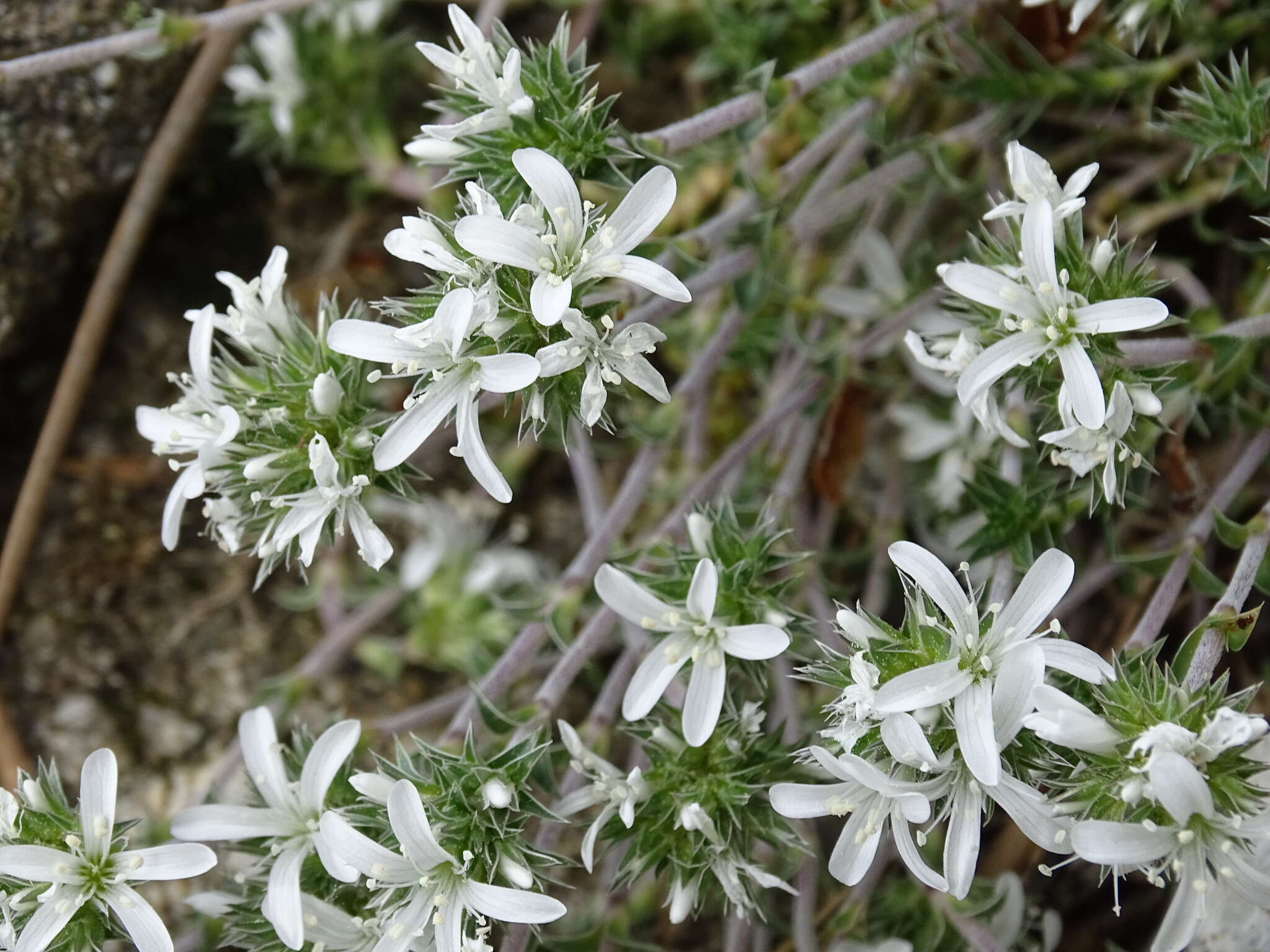 Image of Arenaria querioides Willk.