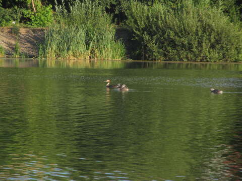 Imagem de Podiceps cristatus cristatus (Linnaeus 1758)