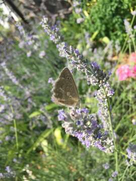 Image of Polyommatus daphnis